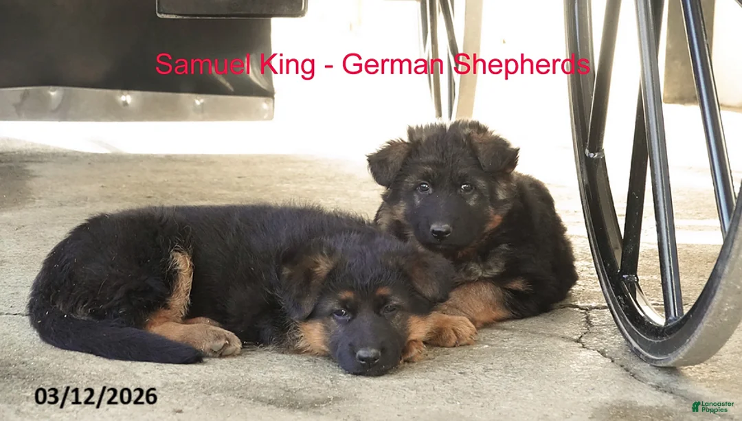 German Shepherd dogs for sale: Sally - Ad 4