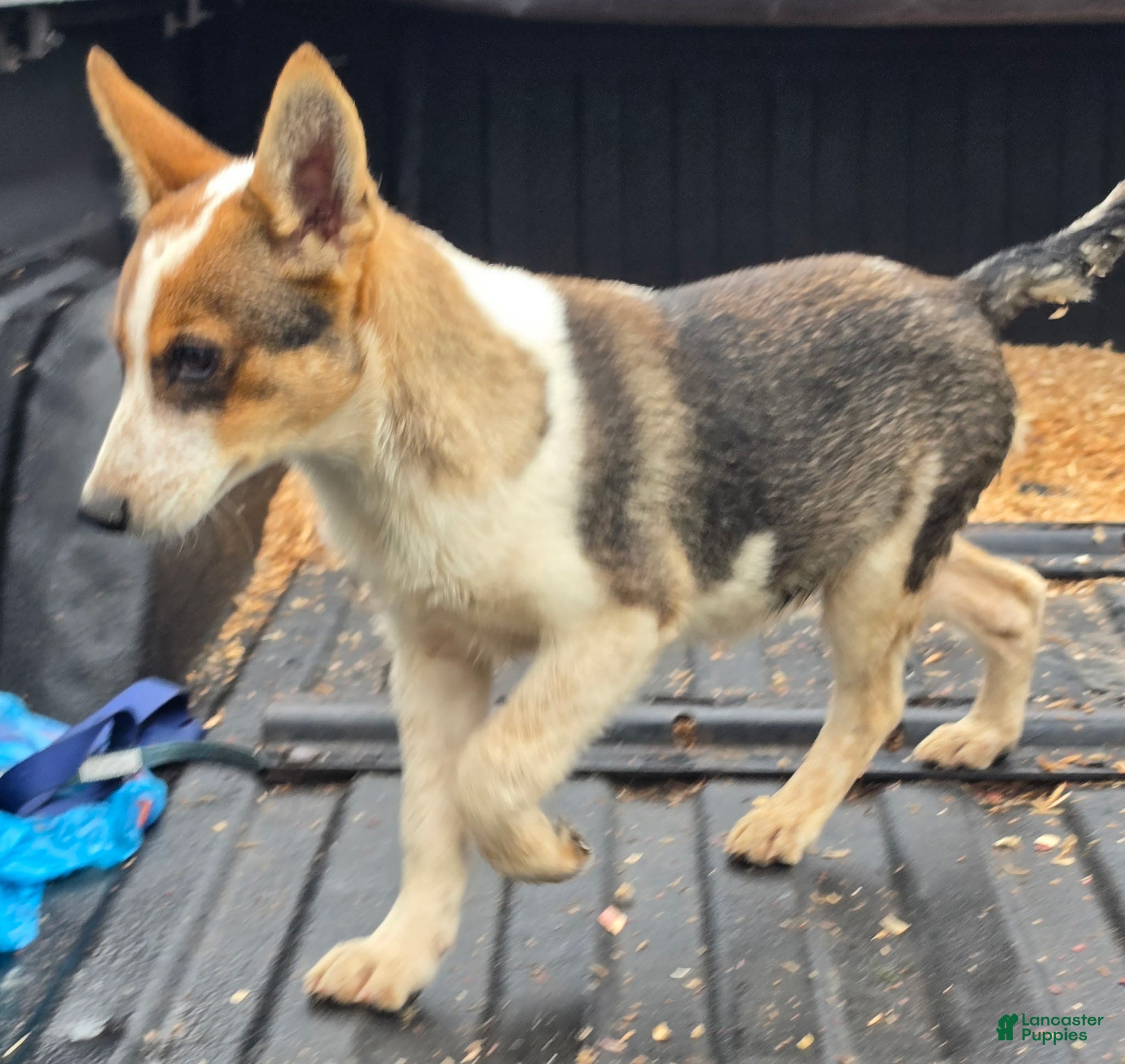 Mixed Breed dogs Winston  - Ad 29
