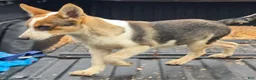 Mixed Breed dogs for sale: Winston  - Ad 1