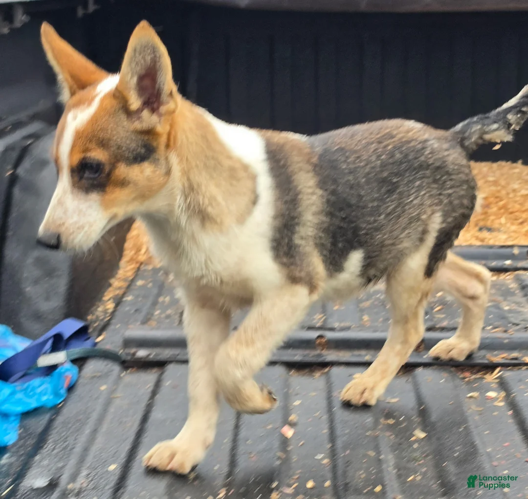 Mixed Breed dogs for sale: Winston  - Ad 1