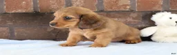 Dachshund dogs for sale: Glory  - Ad 3