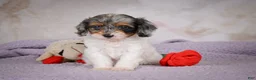 Cavapoo dogs for sale: Molly - Ad 14
