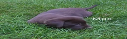 Labrador Retriever dogs for sale: Labrador Retriever 2Max - Ad 3