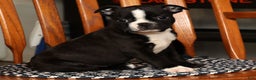 Boston Terrier dogs for sale: Amy - Ad 6
