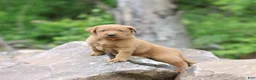 Labrador Retriever dogs for sale: Petra - Ad 1