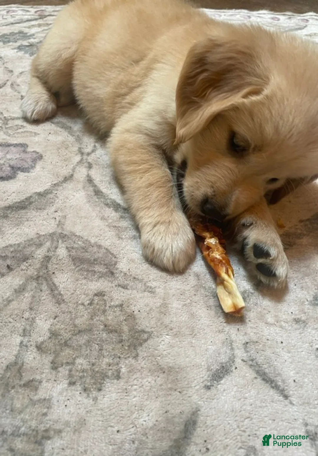 Golden Retriever dogs for sale: Yellow collar girl - Ad 1