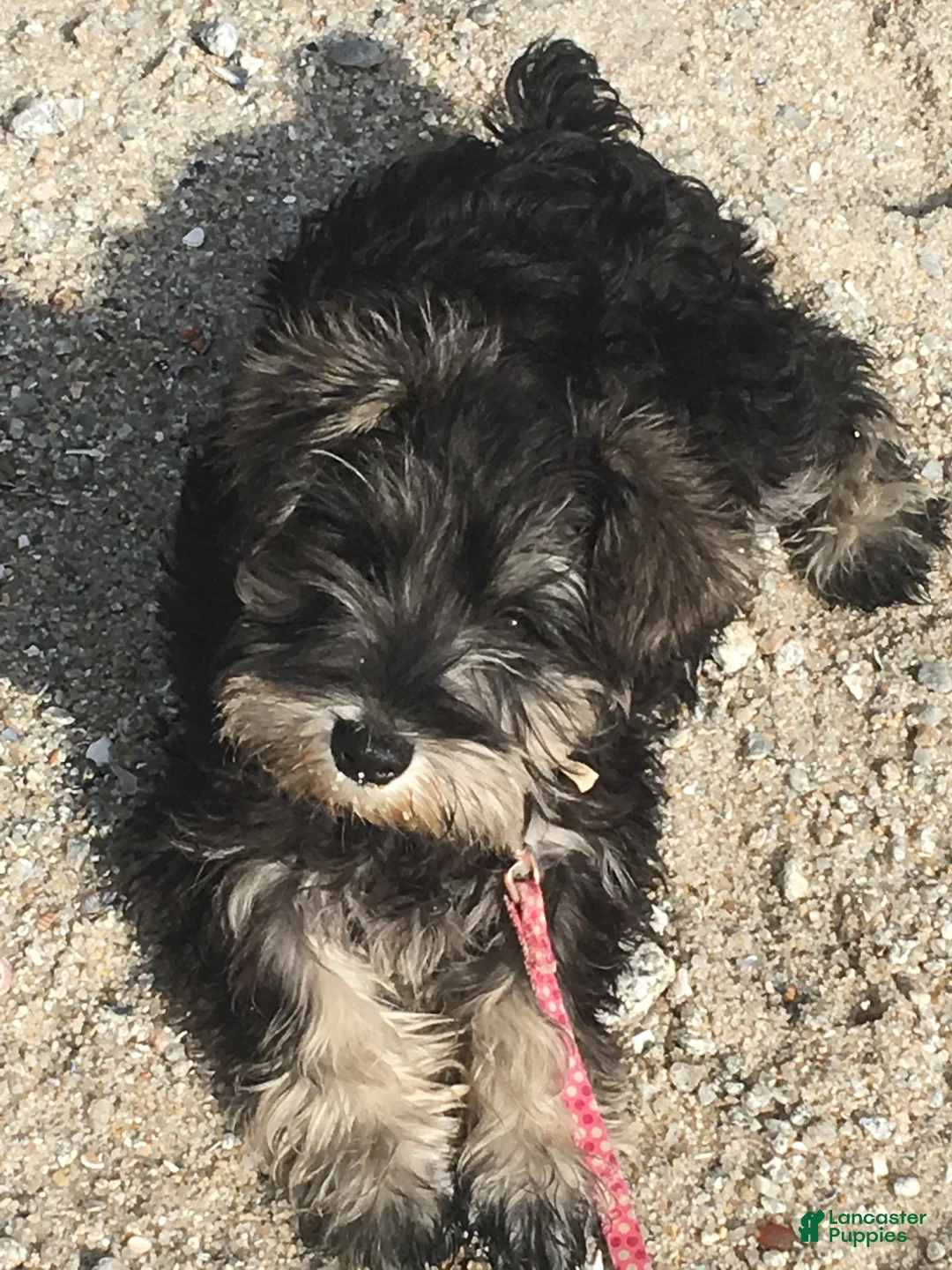 Gallery Image {{count}}