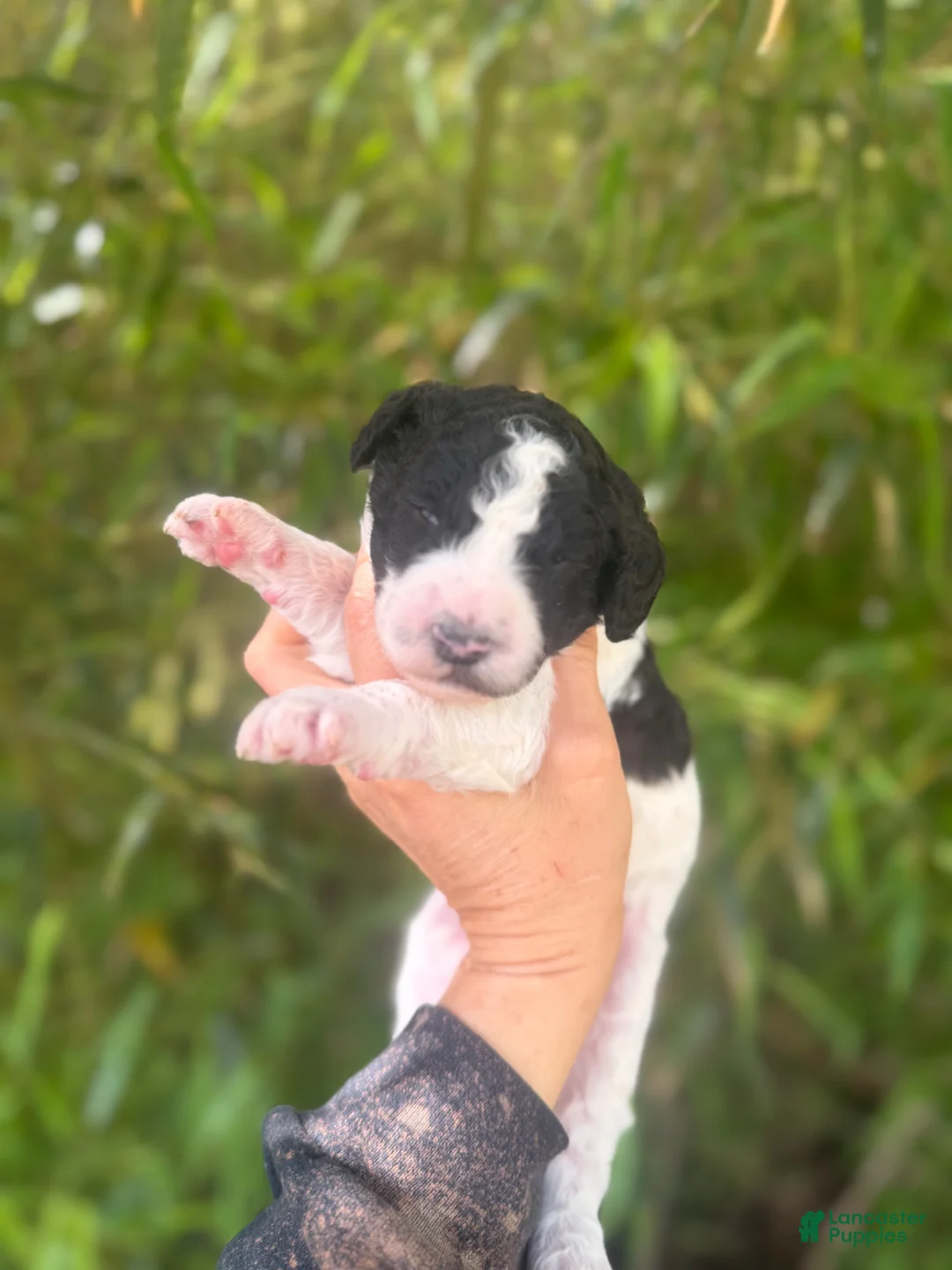 Aussiedoodle dogs for sale: Aussiedoodle Puppy 7 - Ad 1