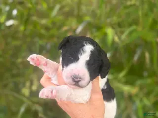 Aussiedoodle dogs Aussiedoodle Puppy 7 - Ad 20