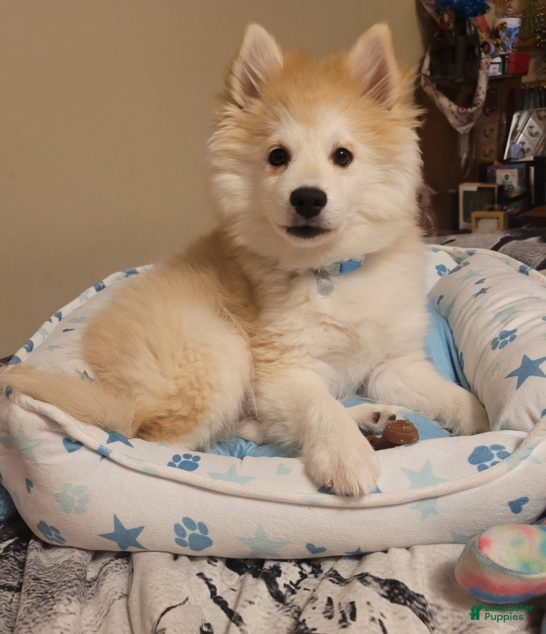 Pomsky dogs Enzo - Ad 1