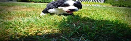 Havapoo dogs for sale: Inky - Ad 8