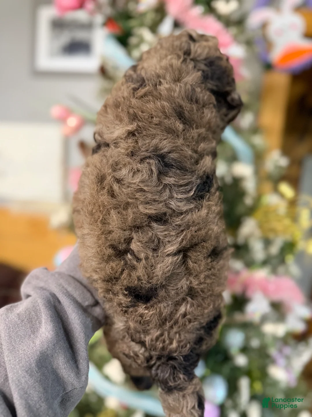 Goldendoodle dogs for sale: Goldendoodle Puppy 1 - Ad 3