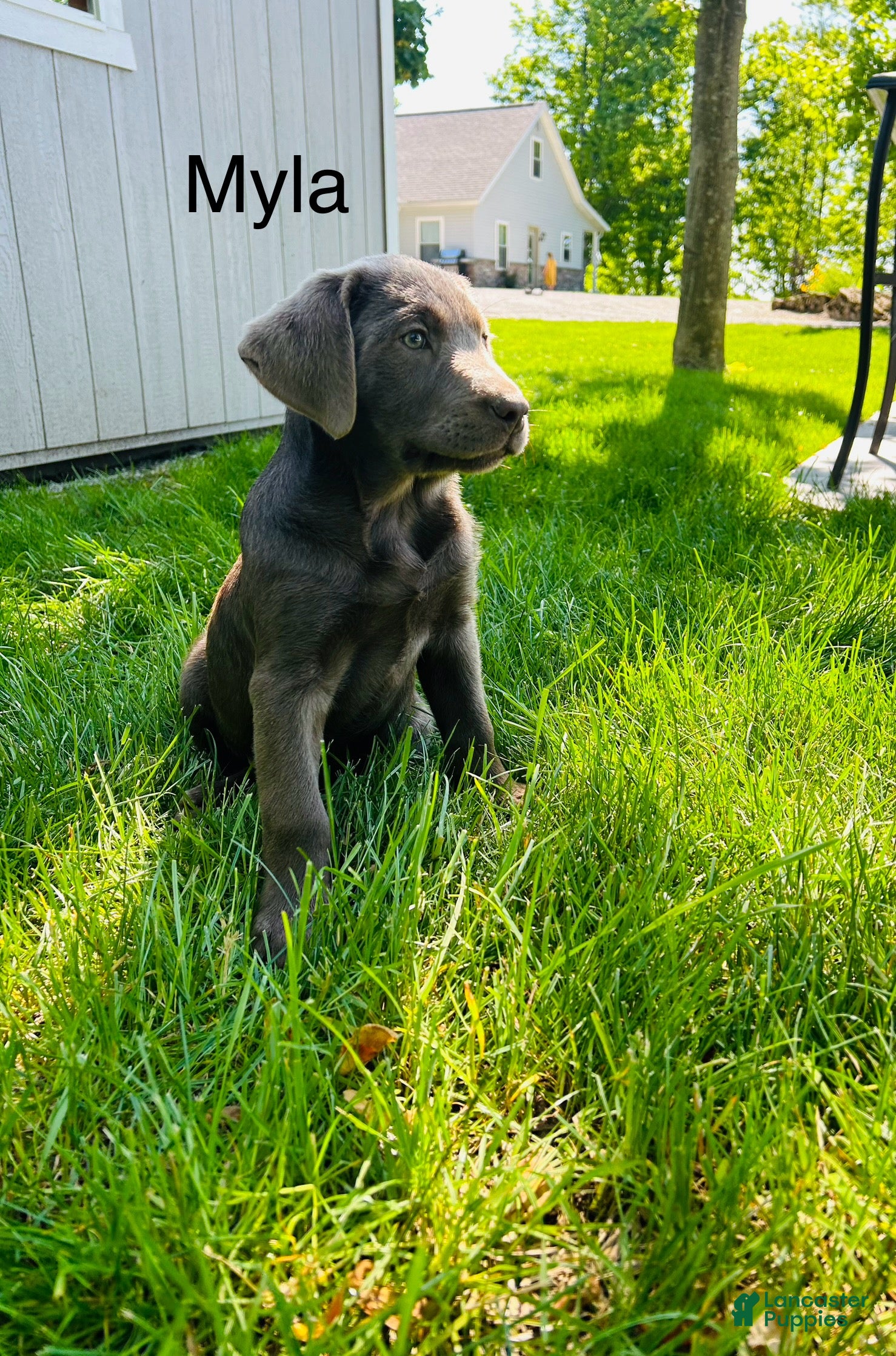 Labrador Retriever dogs Myla  - Ad 1