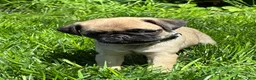 Pug dogs for sale: Bella - Ad 6