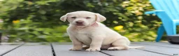 Labrador Retriever dogs for sale: Meadow - Ad 8