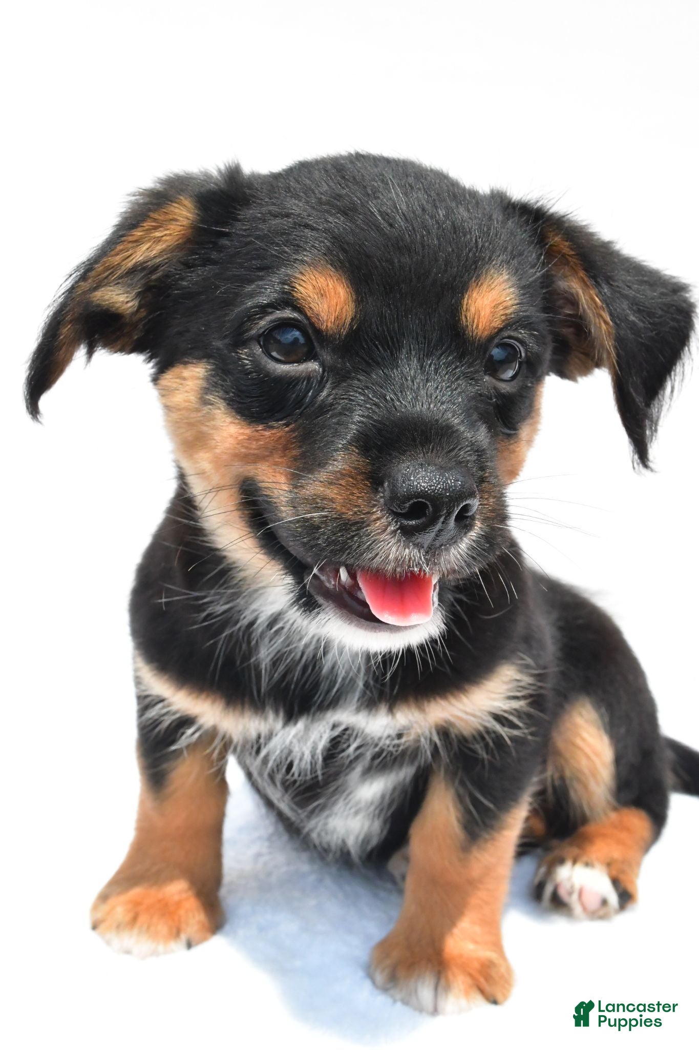 Mixed Breed dogs Keith - Ad 2