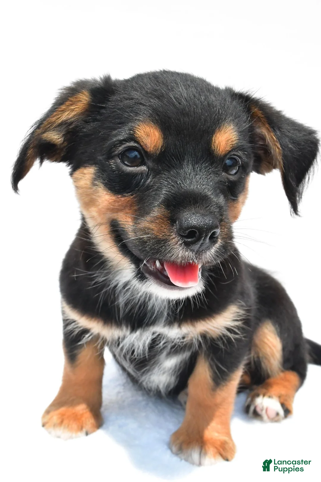 Mixed Breed dogs for sale: Keith - Ad 2