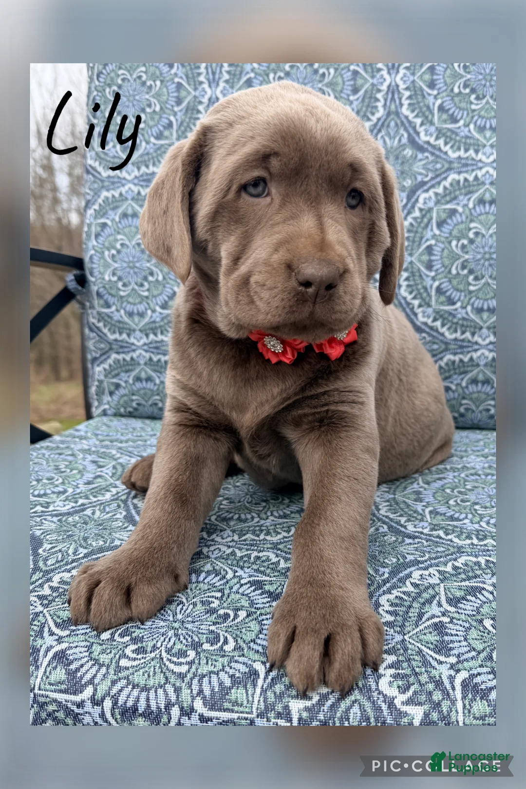 Labrador Retriever dogs for sale: Lily - Ad 1