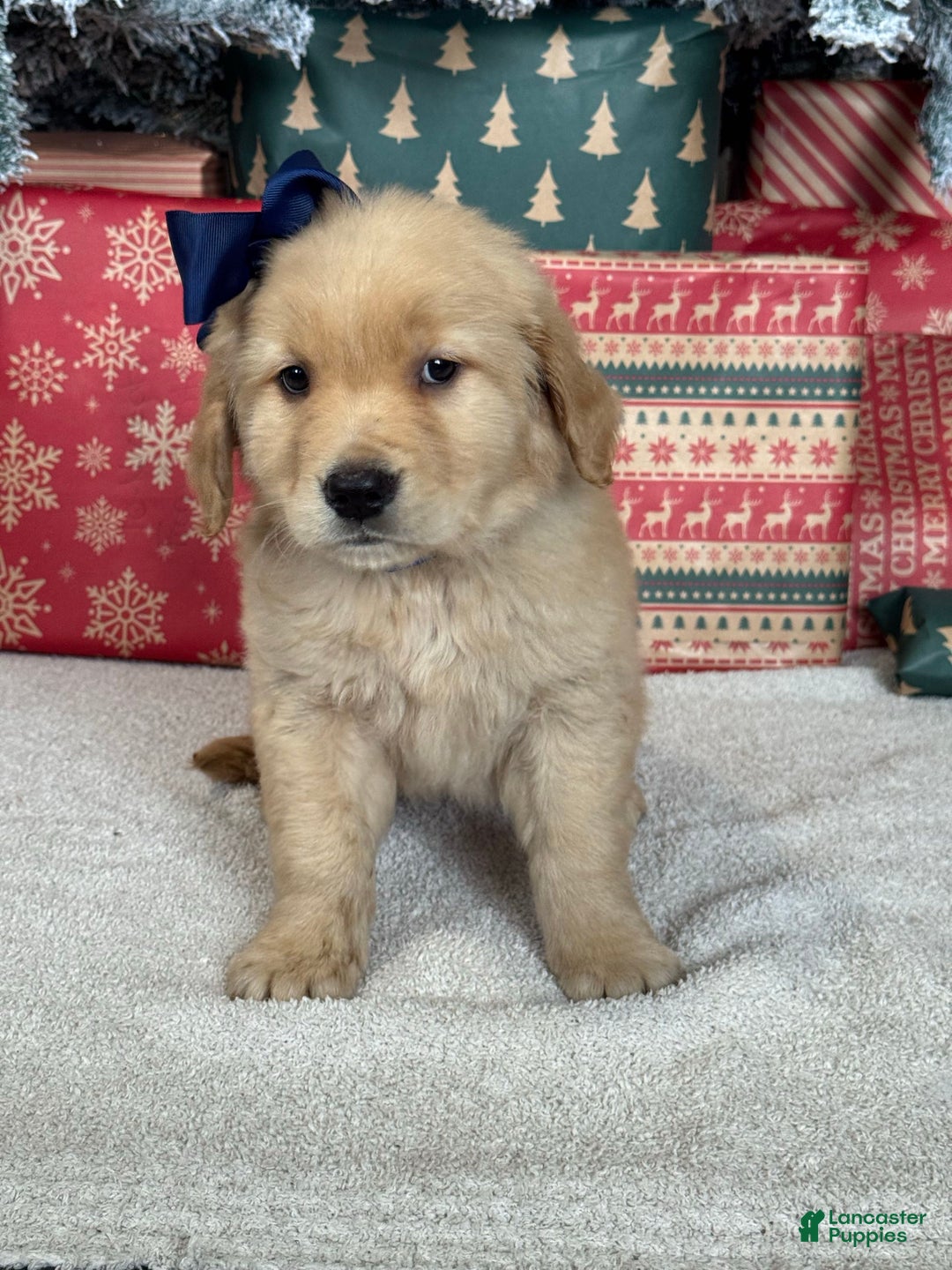 Golden Retriever dogs for sale: Snow - Ad 1