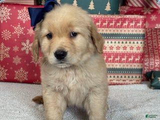 Golden Retriever dogs Snow - Ad 19