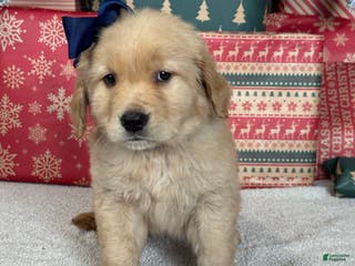 Golden Retriever dogs Snow - Ad 12