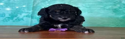 Miniature Poodle dogs for sale: Minnie - Ad 3