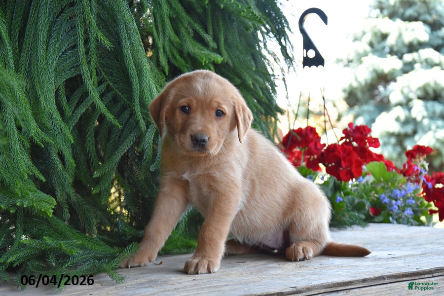 Goldador dogs for sale: Delta - Ad 1