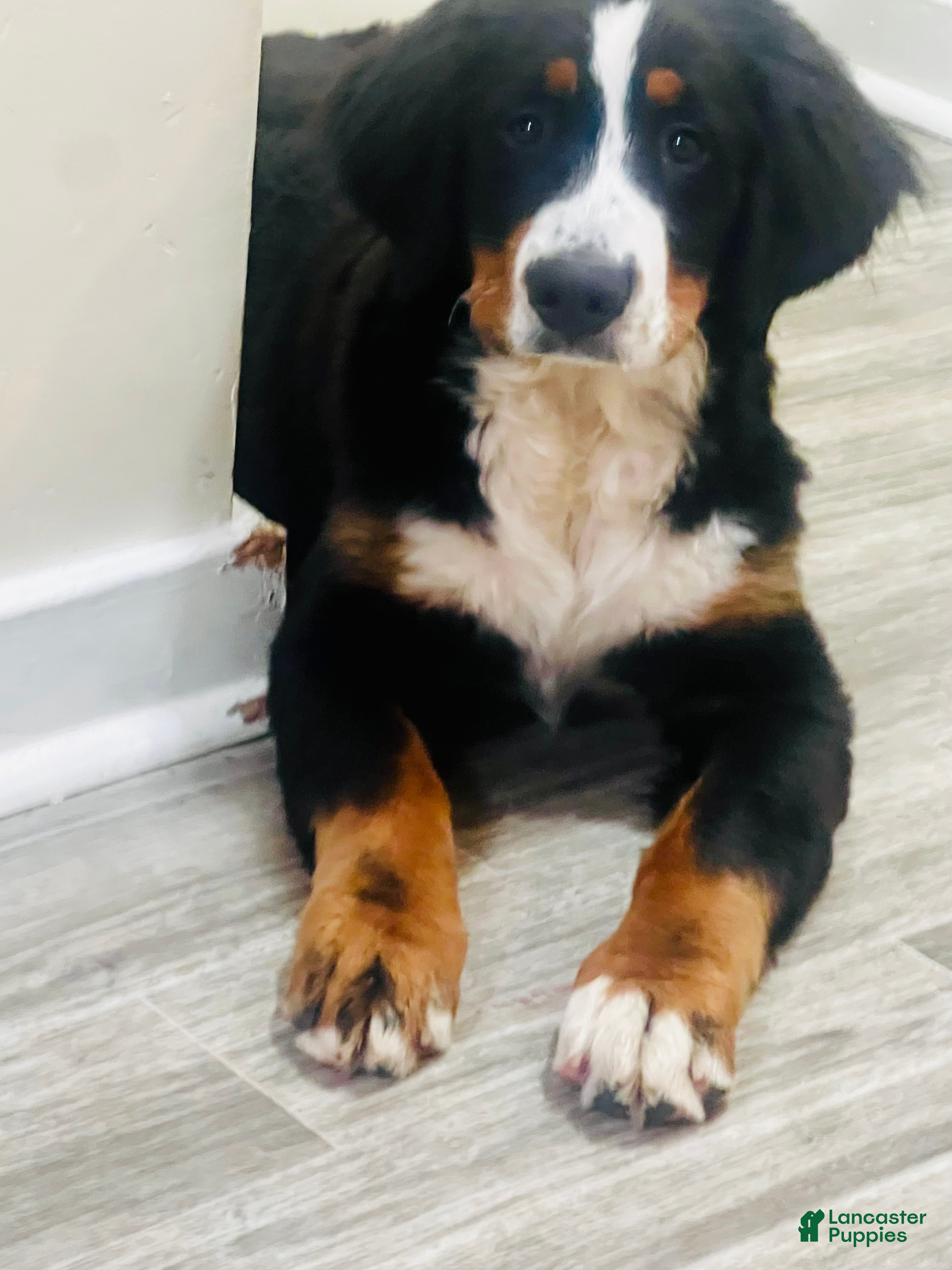 Bernese Mountain Dog dogs Bernese Mountain Dog 1 - Ad 24