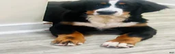 Bernese Mountain Dog dogs for sale: Bernese Mountain Dog 1 - Ad 1