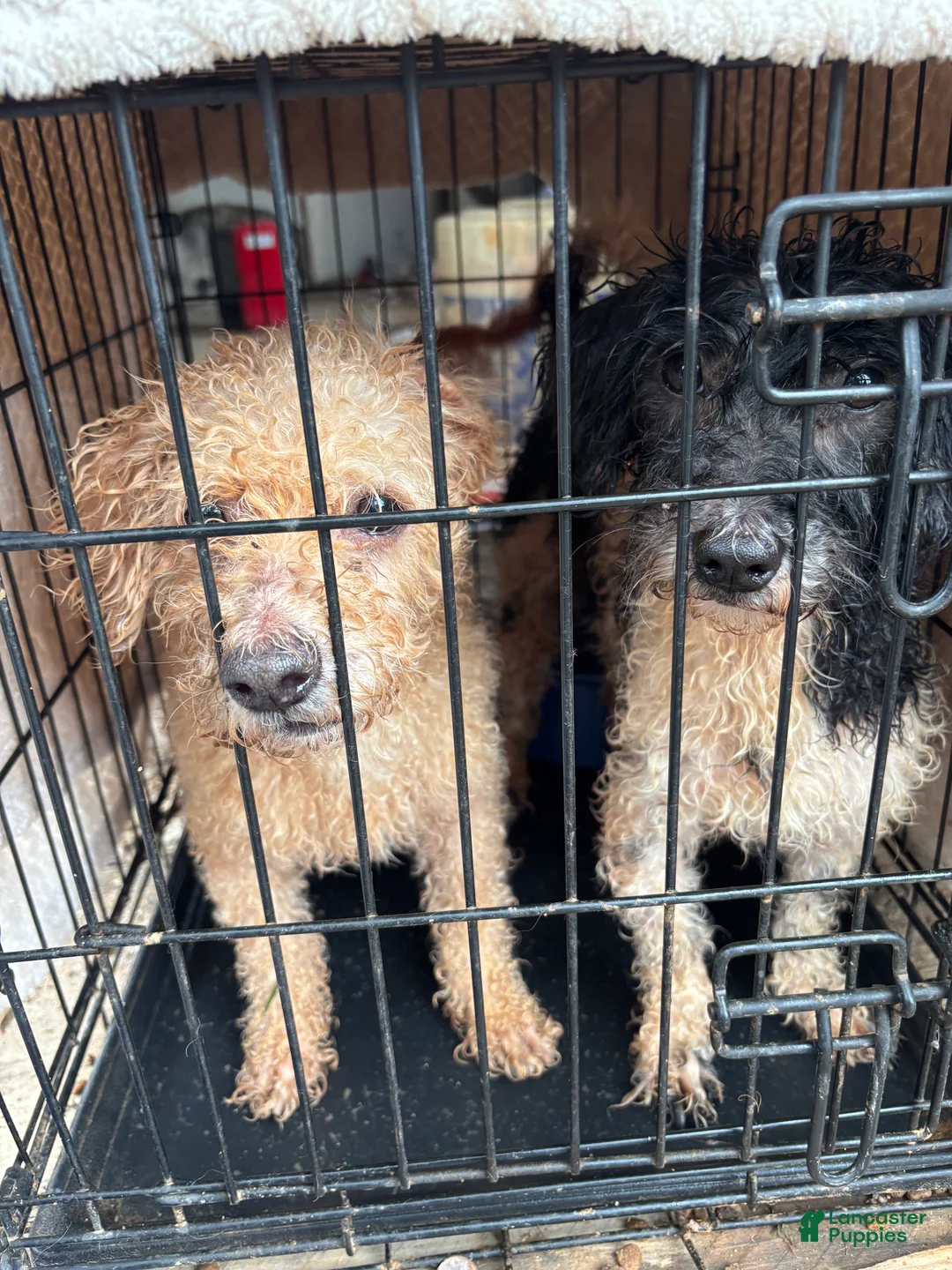 Mixed Breed dogs for sale: Mixed Breed 1 - Ad 2