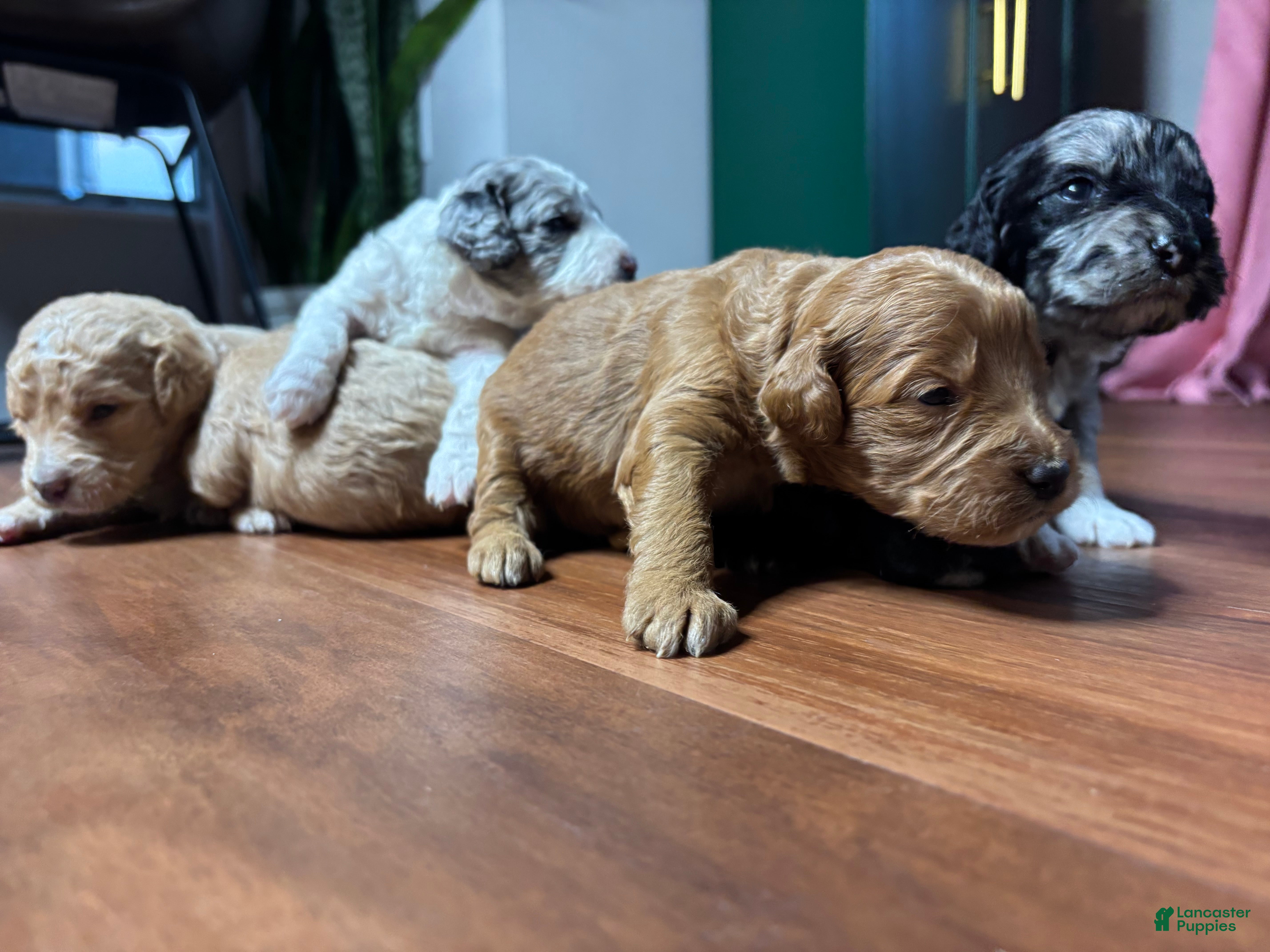 Mini Goldendoodle dogs Ruby  - Ad 2