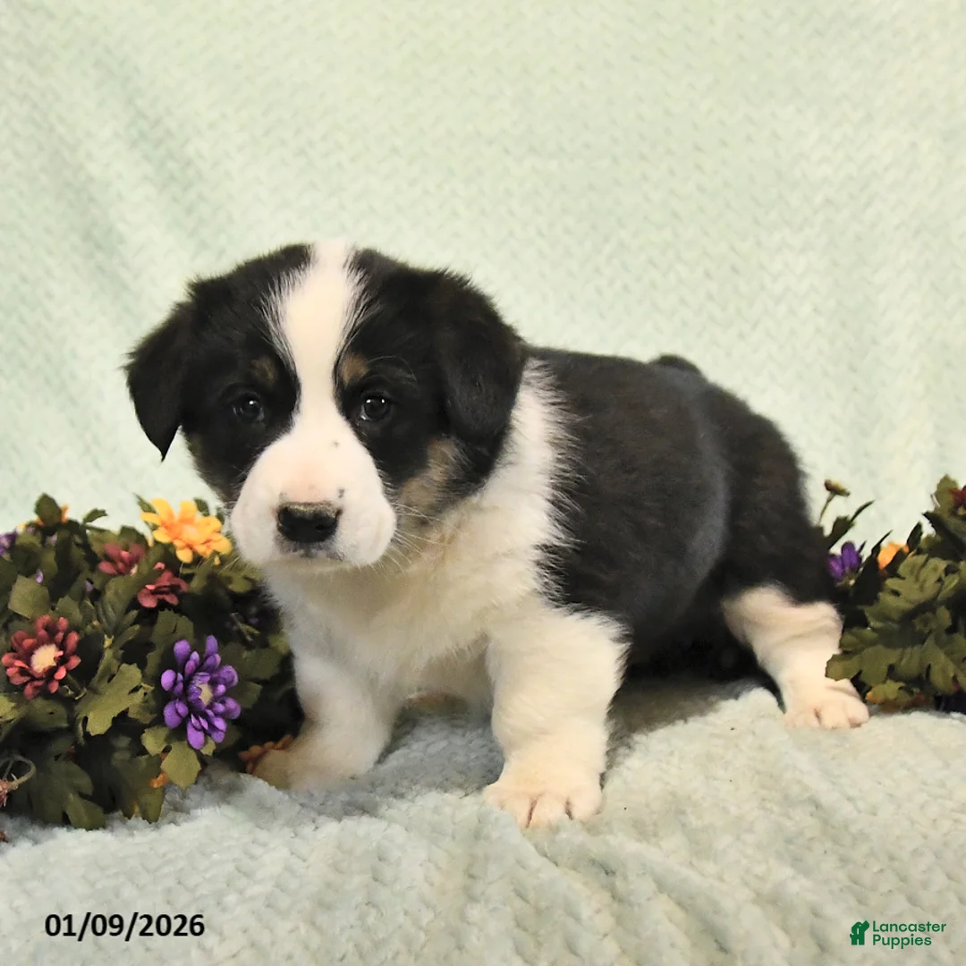 Mixed Breed dogs for sale: Jesse - Ad 3