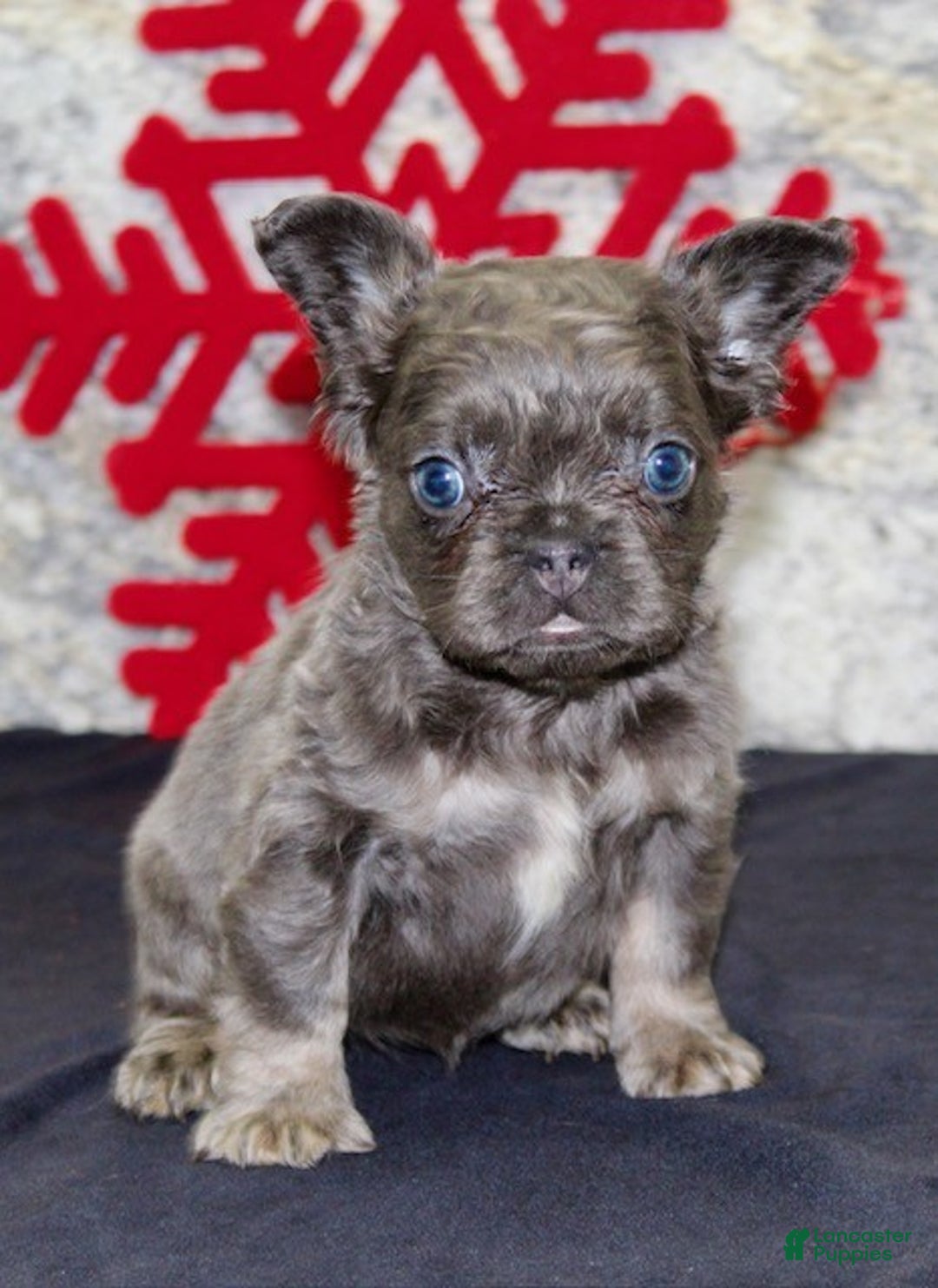French Bulldog dogs for sale: Carla - Ad 2