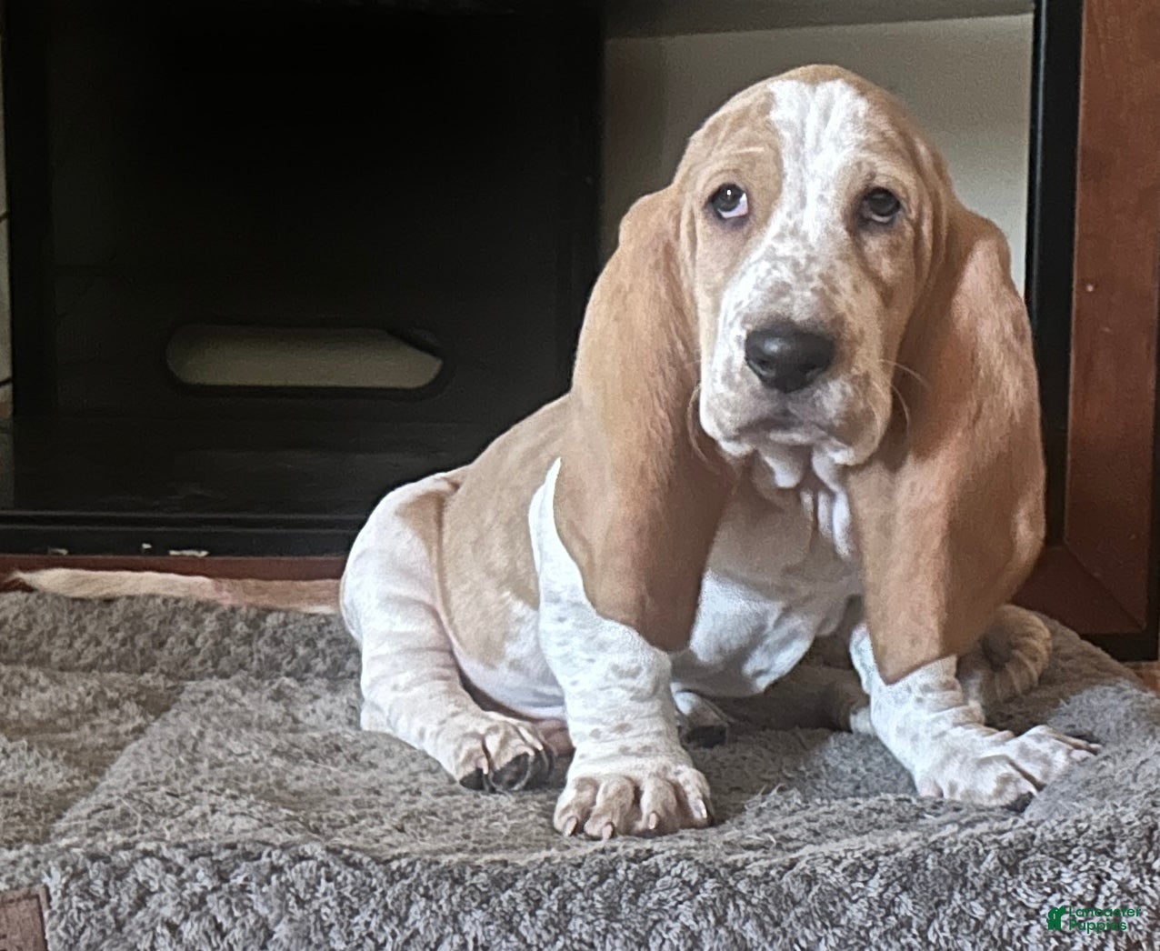 Basset Hound dogs Teddy - Ad 1
