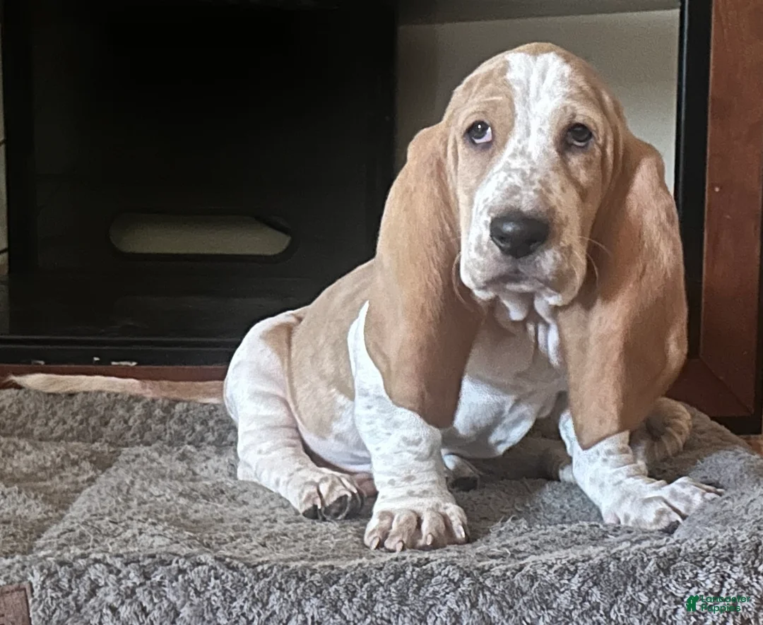 Basset Hound dogs for sale: Teddy - Ad 1