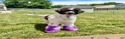Standard Poodle dogs for sale: Standard Poodle 1 - Ad 3
