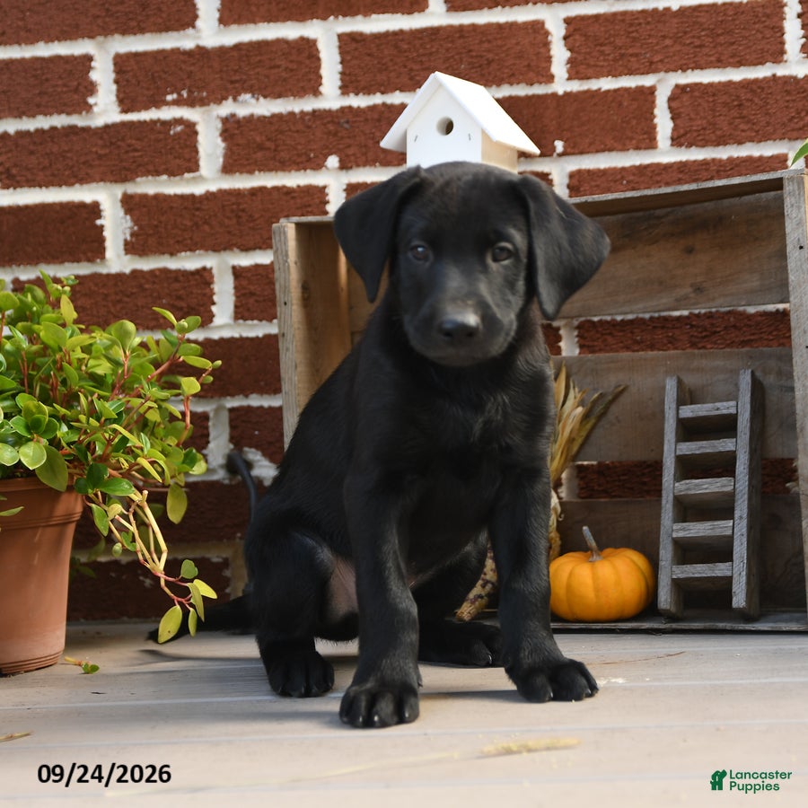 Labrador Retriever dogs for sale: Cookie - Ad 4