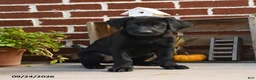 Labrador Retriever dogs for sale: Cookie - Ad 1