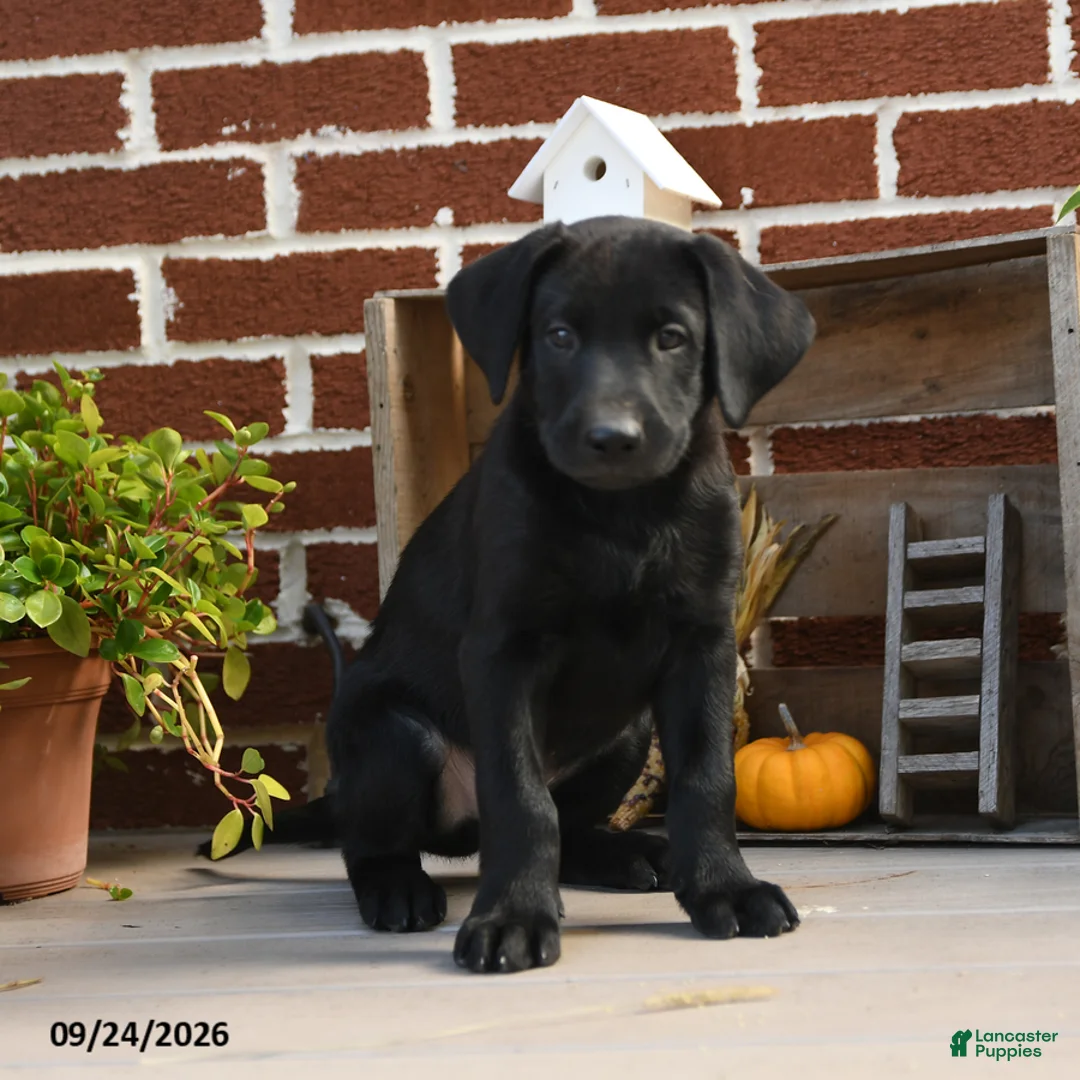 Labrador Retriever dogs for sale: Cookie - Ad 1
