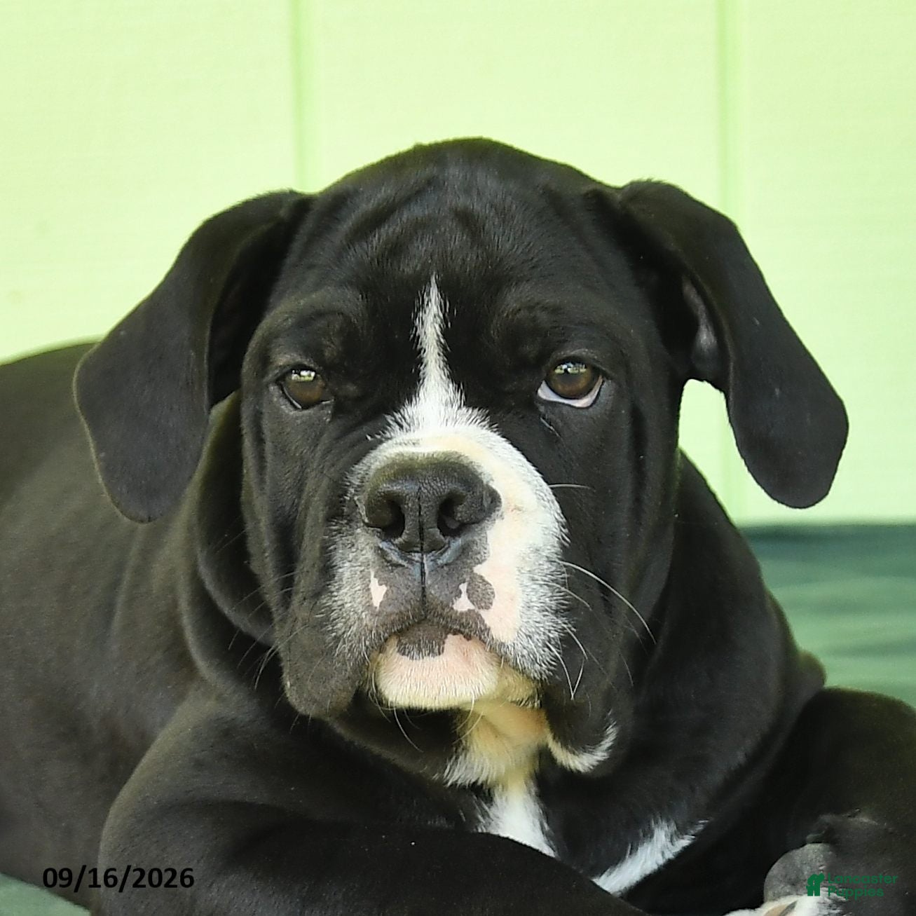 Olde English Bulldogge dogs Diesel - Ad 2