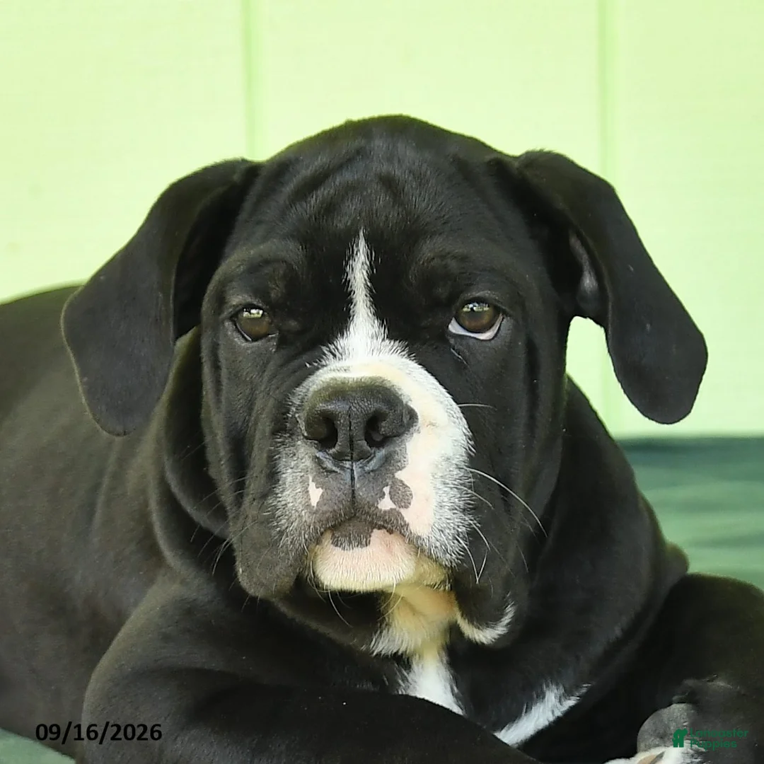 Olde English Bulldogge dogs for sale: Diesel - Ad 2
