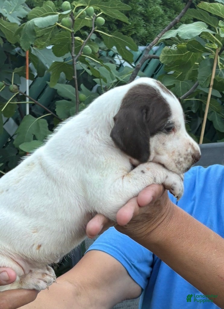 German Shorthaired Pointer dogs German Shorthaired Pointer Male 1 - Ad 1
