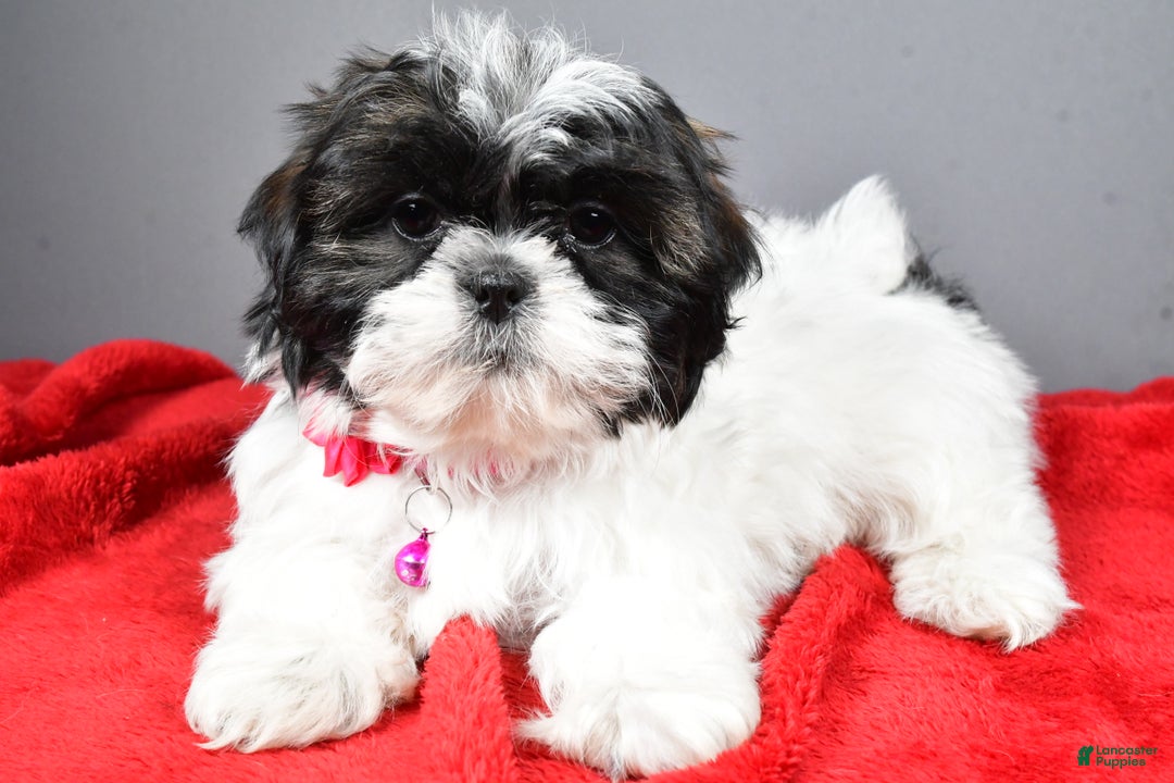 Shih Tzu dogs for sale: Bridget - Ad 1
