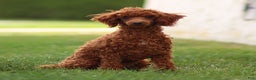 Toy Poodle dogs for sale: Ruby Belle - Ad 2