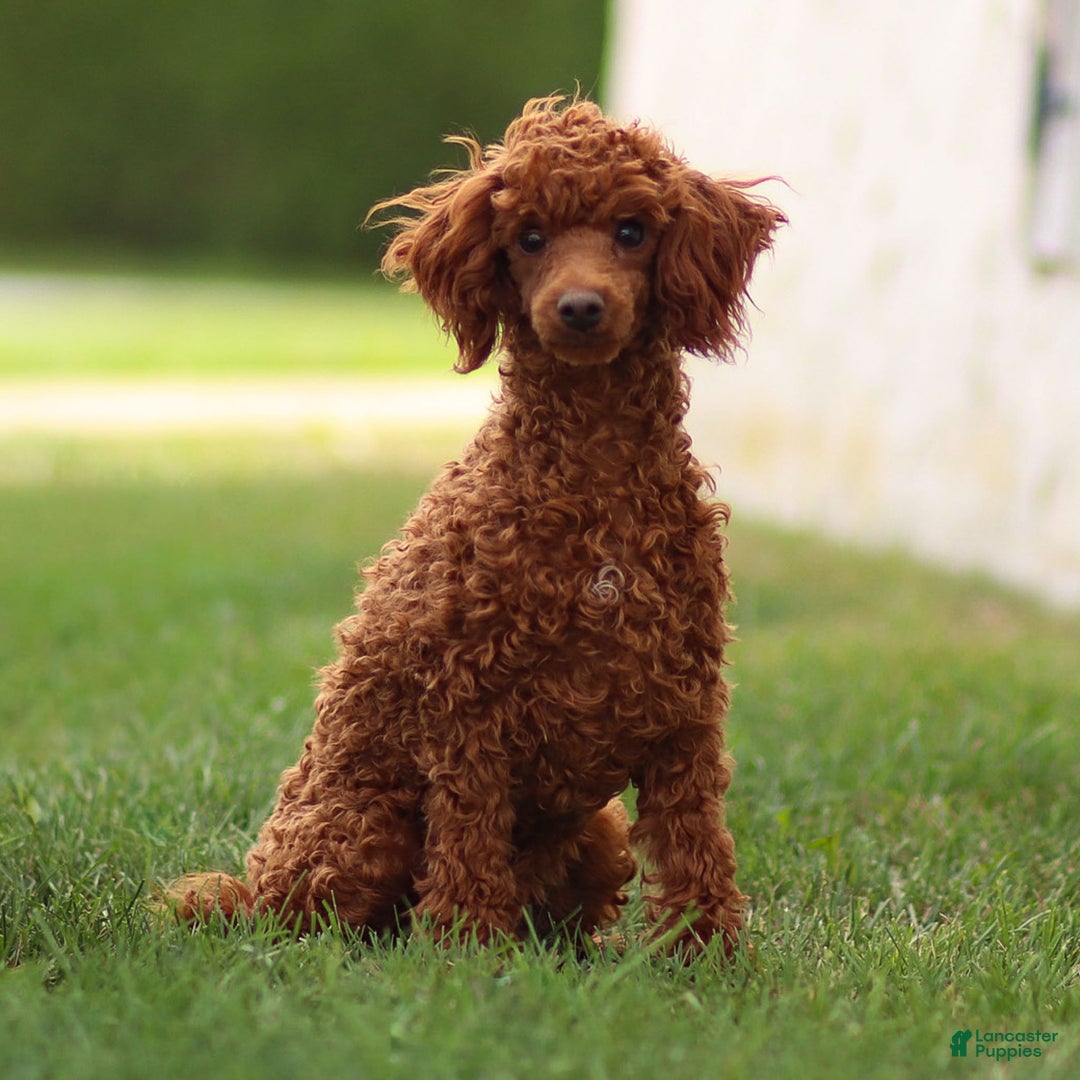 Toy Poodle dogs for sale: Ruby Belle - Ad 2