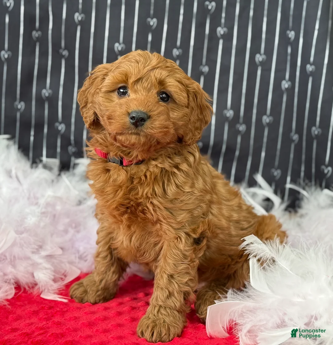 Cavapoo dogs for sale: Dallas - Ad 9