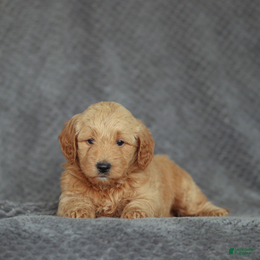 Mini Goldendoodle dogs for sale: Ruth - Ad 3