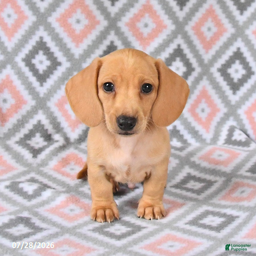 Dachshund dogs Perry - Ad 2