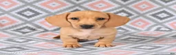 Dachshund dogs for sale: Perry - Ad 2