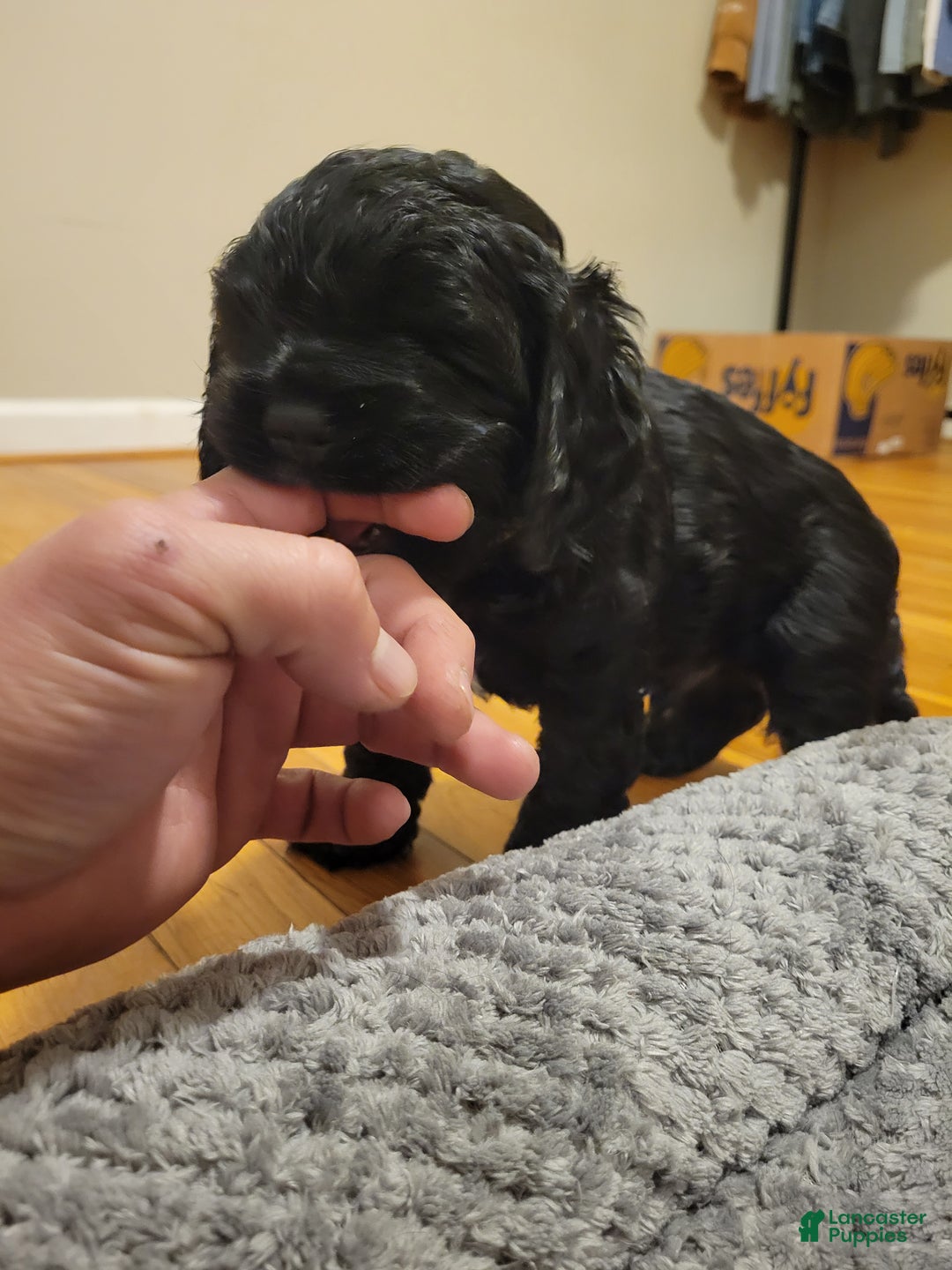 Cocker Spaniel dogs for sale: Cocker Spaniel Puppy 7 - Ad 1